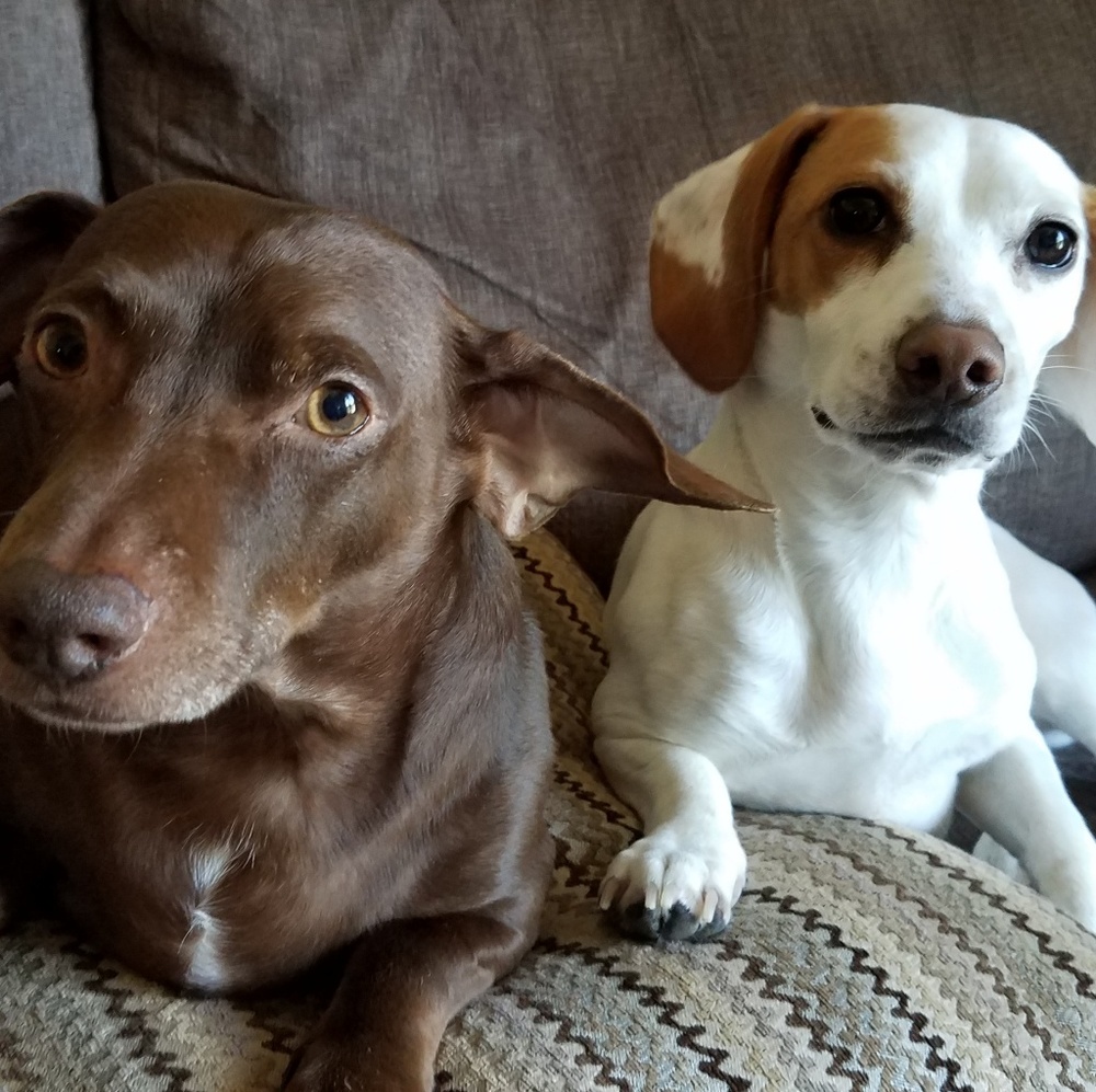 Meet your Posher, Amy